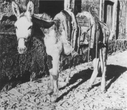 48 platero